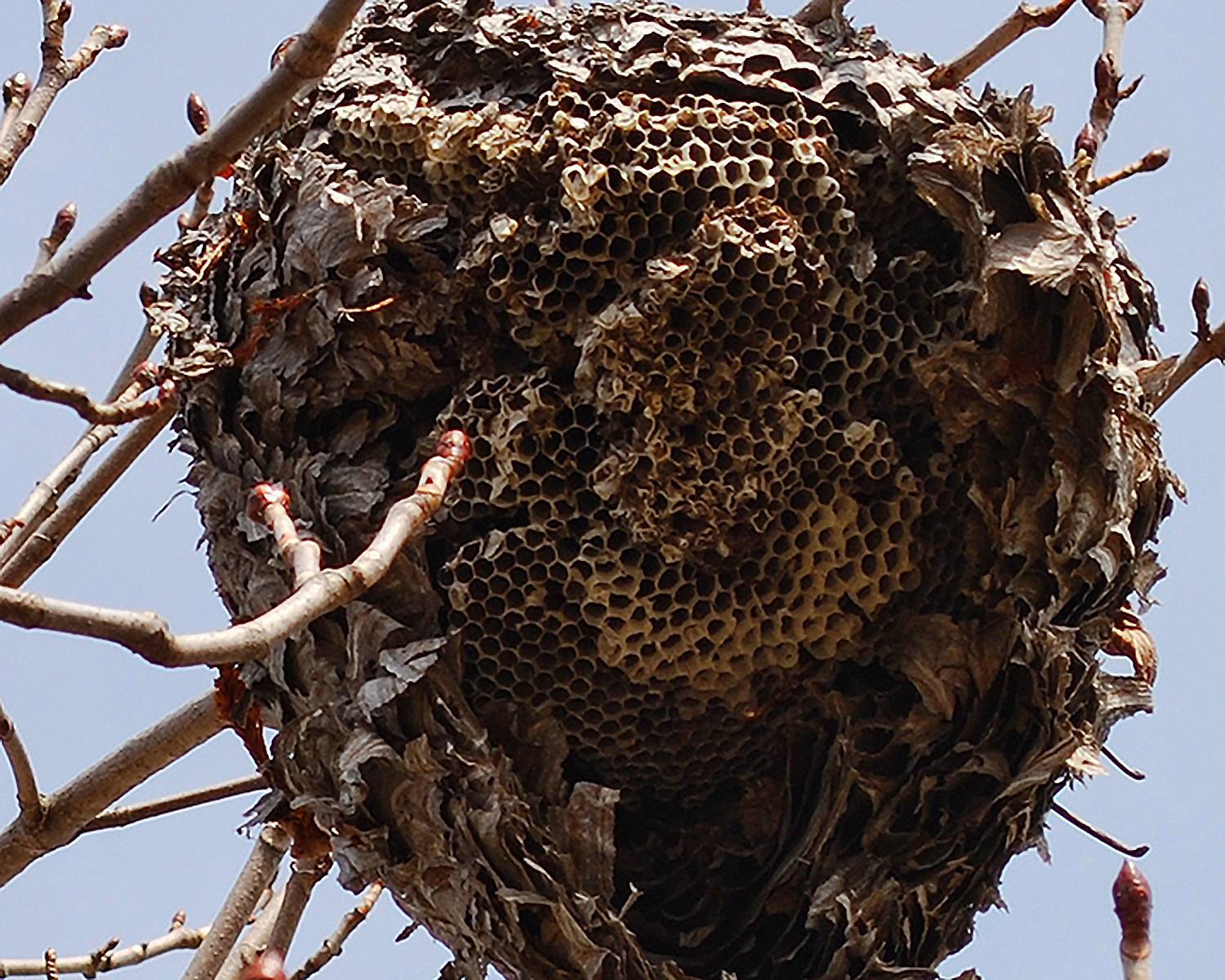 Как избавиться от осиного гнезда на даче: быстро и без вреда