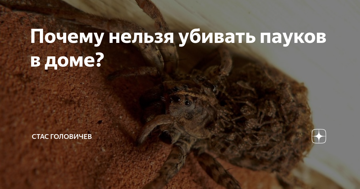 Почему нельзя убивать пауков: суеверия и объективные причины