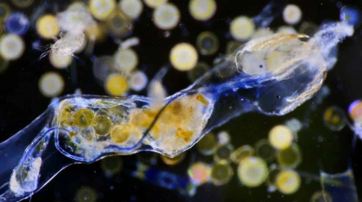 Невидимый убийца: что такое микропластик в воде и почему он так опасен