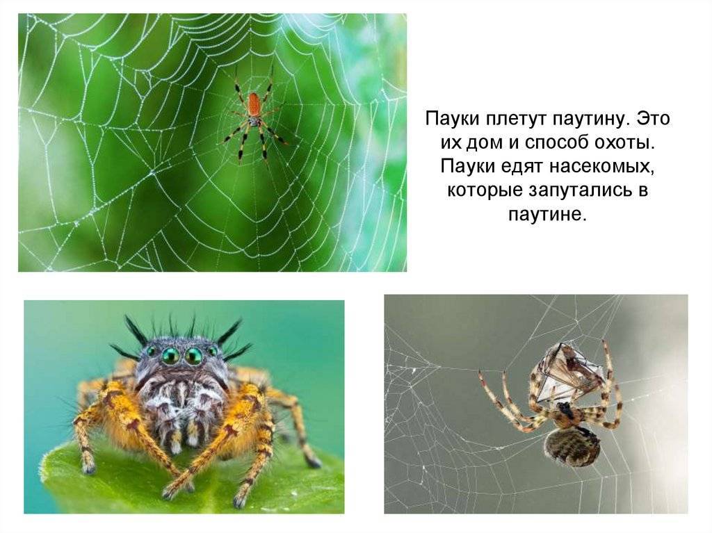 Почему нельзя убивать пауков в доме и квартире: 7 примет и бытовой смысл
