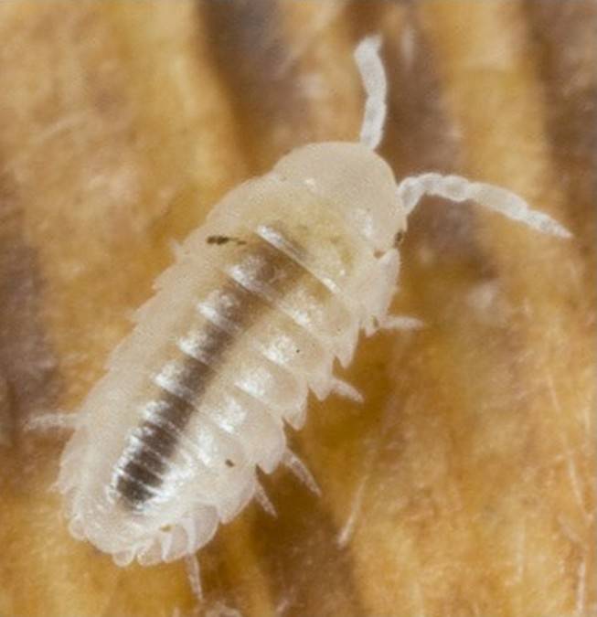 Что за белые насекомые появляются в ванной и туалете: ответы экспертов