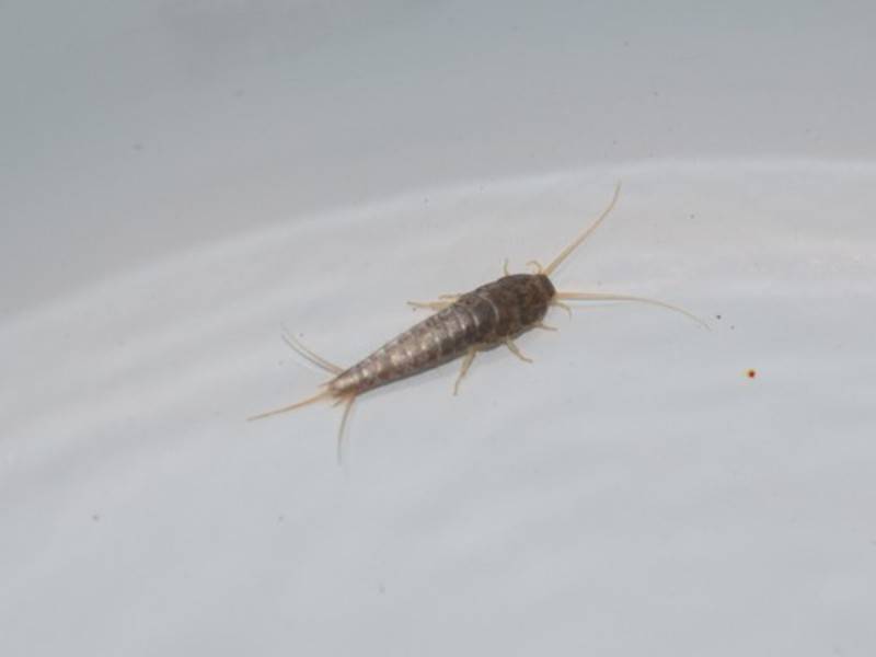 Белые жучки в ванной: что за насекомое и как его вывести?