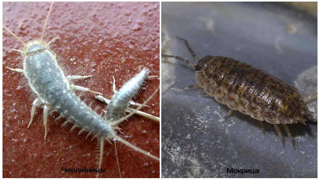 Появление насекомых в ванной комнате, особенности размножения и методы борьбы