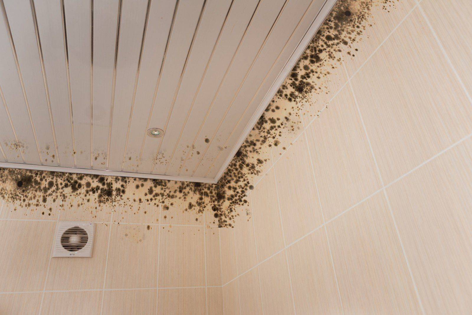 Черная плесень в ванной: как избавиться от грибка, обзор средств