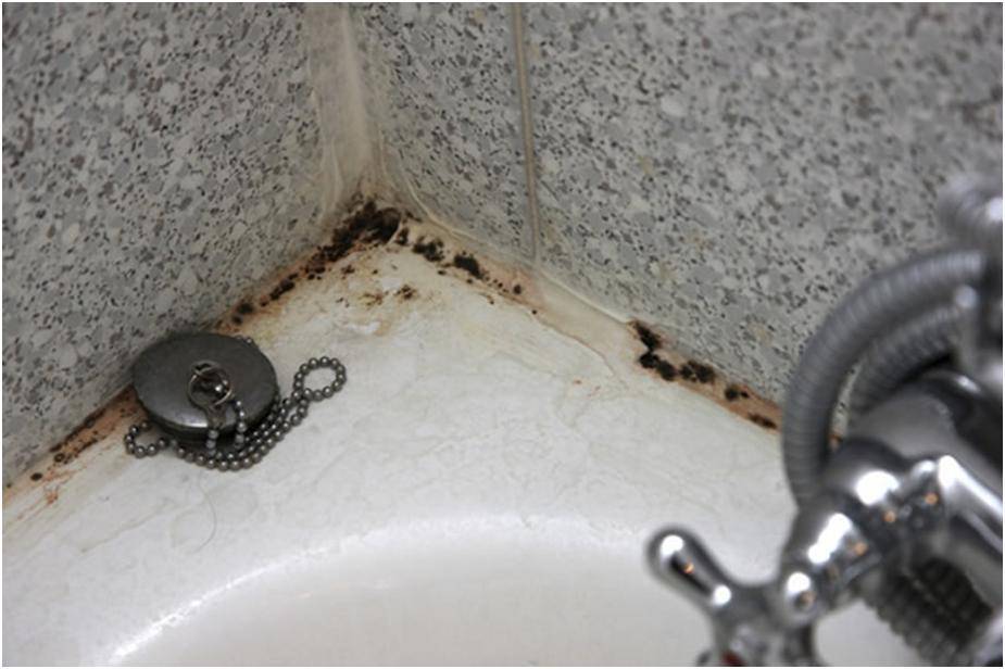 Грибок в ванной: как избавиться и не допустить появление в квартире и на потолке, чем лучше удалить и убрать бактерии, детальное фото и видео