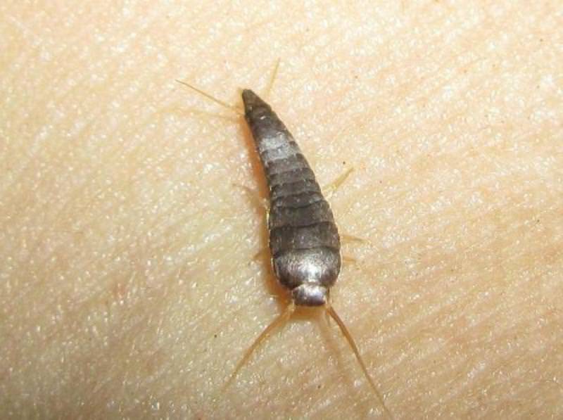 Белые насекомые в ванной: кто они и как избавиться от них