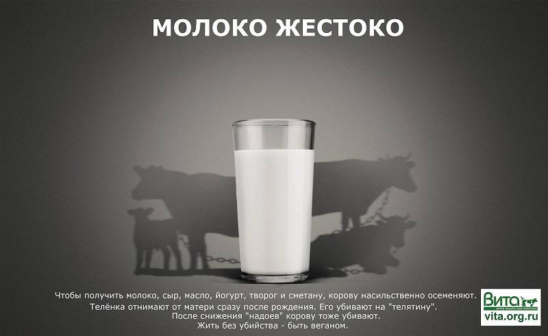 Почему взрослым нельзя пить молоко: правда и мифы